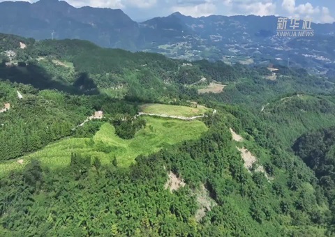 四川金融效劳立异破解山林变现难题