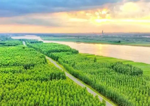 山东郓城生长林下经济走出共富路