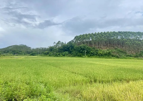盐碱地变“聚宝盆” &nbsp;&nbsp;防城港市开发“向海要粮”新路径