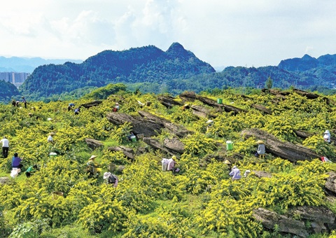 重庆秀山：一朵山银花，，绽放19亿元综合产值